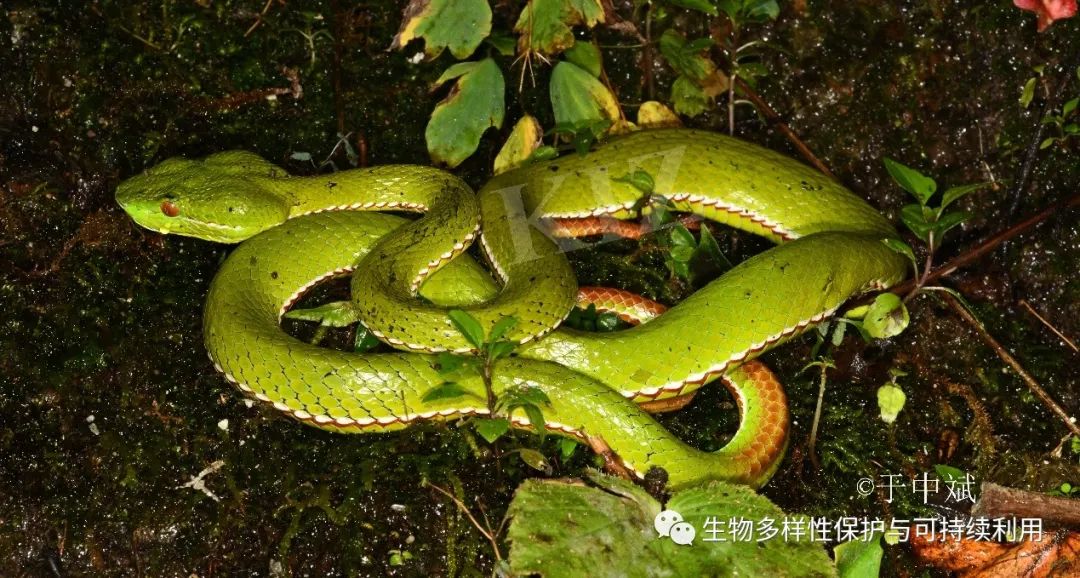 17.美丽又危险的云南竹叶青蛇Trimeresurus yunnanensis