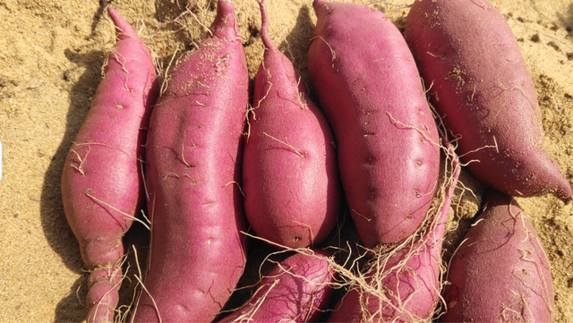 儋州海头地瓜成熟了,图自总台海南总站