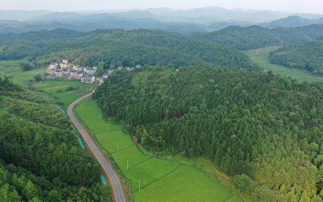 在雅岗村山地上，种植着大片中草药材。赵德稳 摄