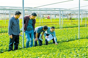 叶菜种植正当时 专家下田支招忙