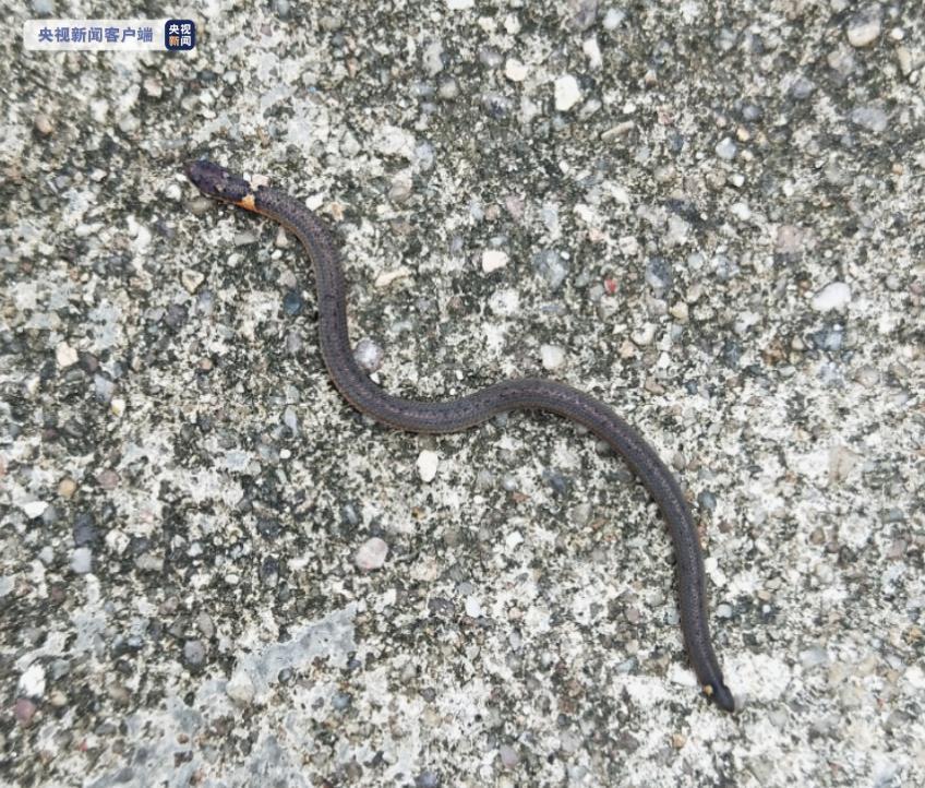 广东韶关始兴南山省级自然保护区首次发现钝尾两头蛇