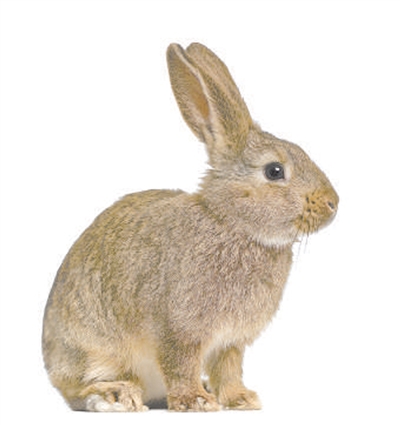 起底哺乳动物演化路线图