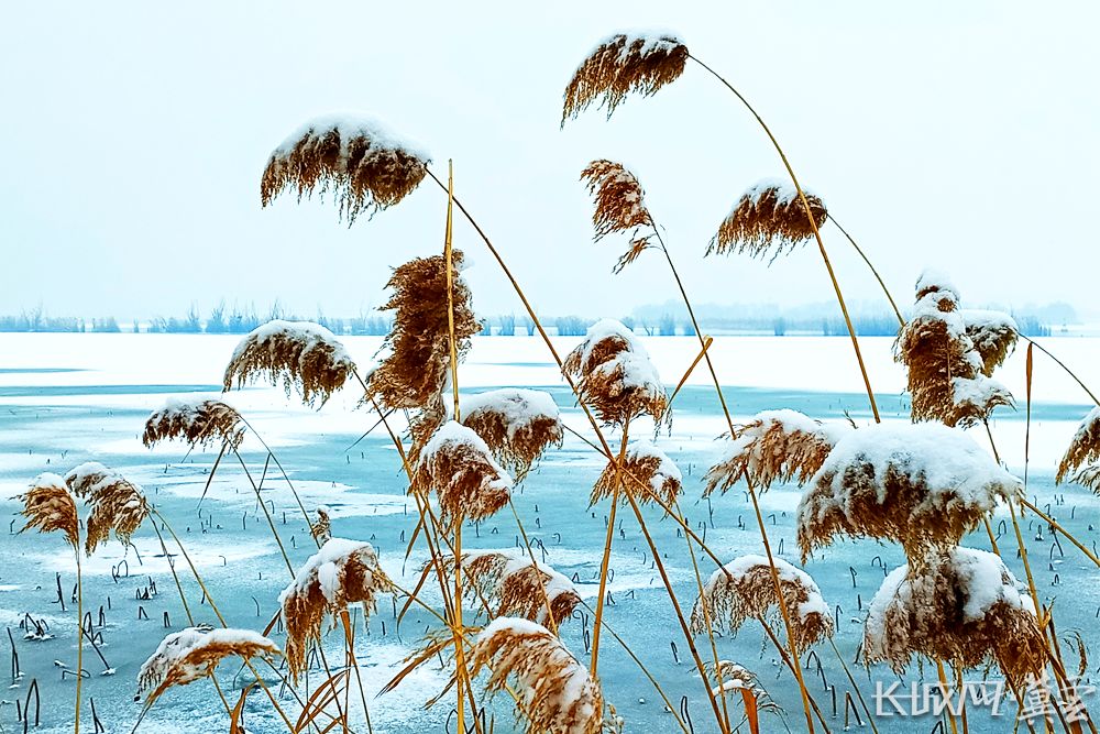 【组图】衡水湖"浴"雪美如画