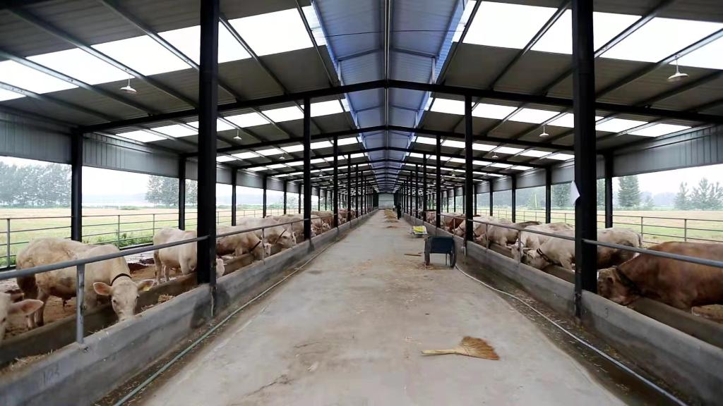 图为河南省周口市沈丘县冯营乡李寨村的养牛场.(受访者供图)