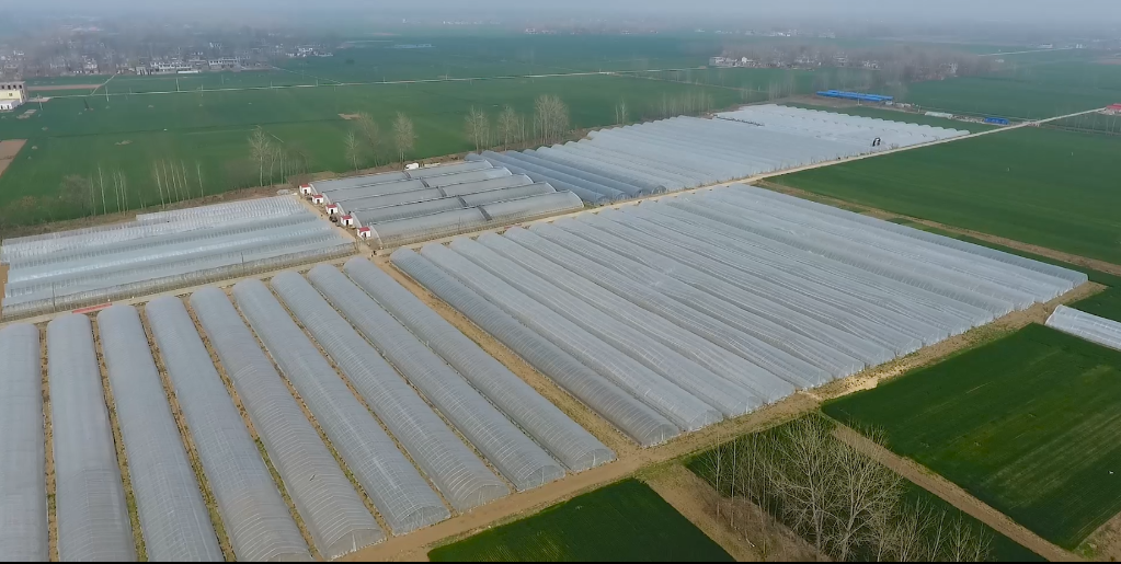 图为河南省周口市沈丘县冯营乡李寨村的大棚蔬菜基地.(受访者供图)