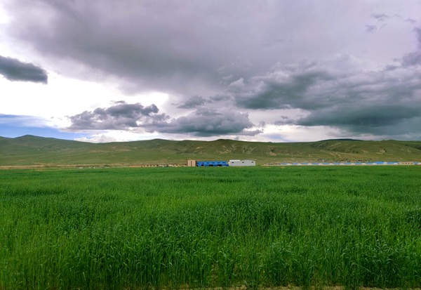 新春走基层西藏日喀则市康马县在万亩荒滩上种出好日子