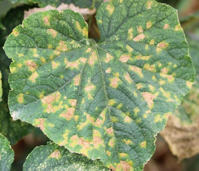 据北京市植物保护站消息,低温高湿环境会进一步诱发和加重霜霉病,灰霉