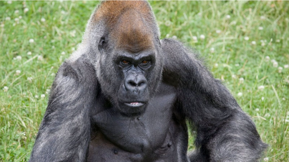 大猩猩奥齐（图源：亚特兰大动物园）