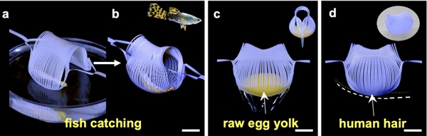 图a-b:柔性抓手包裹一条水中的鱼 c:柔性抓手抓取生的鹌鹑蛋黄且不破坏蛋黄的结构 d:柔性抓手抓取人的头发（图片源自论文）