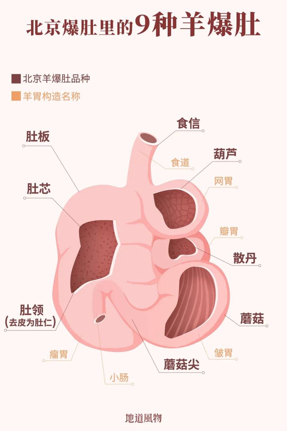 羊的四个胃的图片样子图片