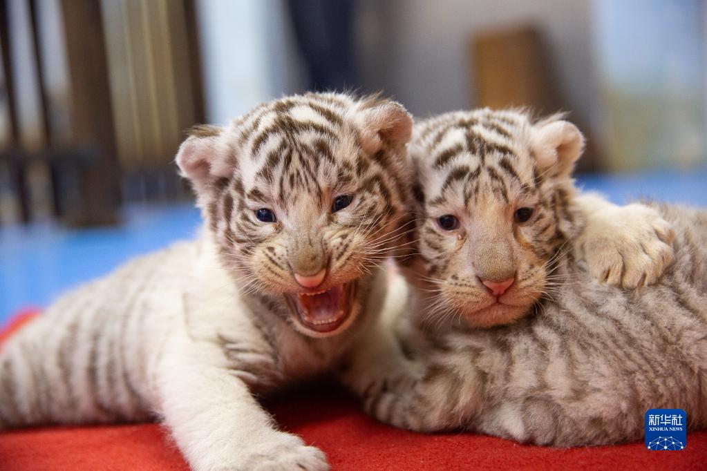 1月26日在长兴太湖龙之梦动物园拍摄的白虎幼崽.新华社发(伊凡 摄)