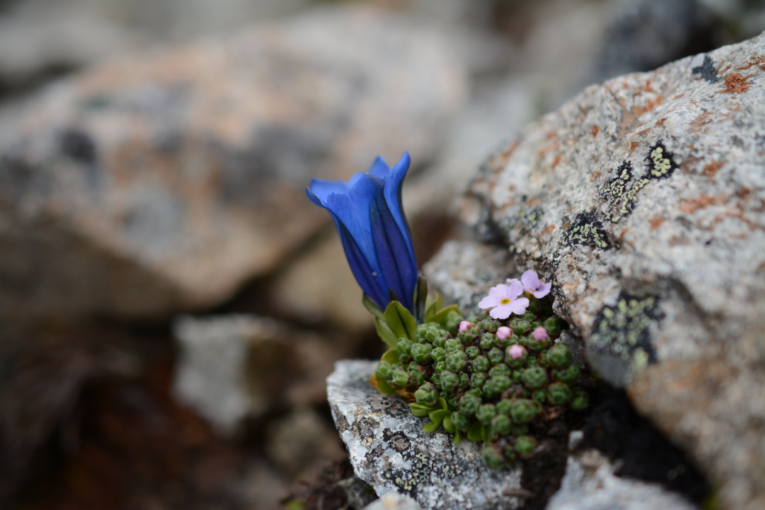 在青藏高原上跳舞的植物精灵龙胆丨花花万物