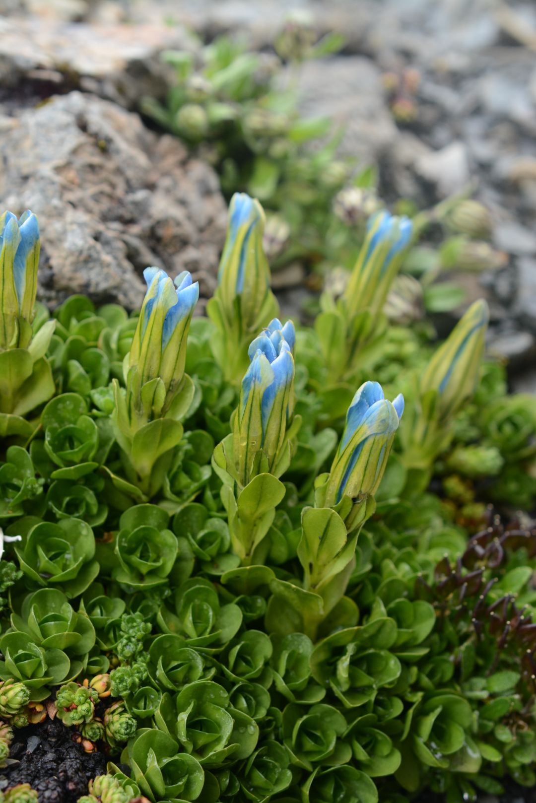 在青藏高原上跳舞的植物精灵——龙胆丨花花万物|摄影