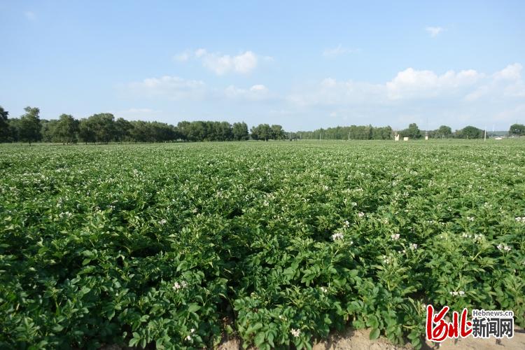 冀张薯12号在9省区繁育推广