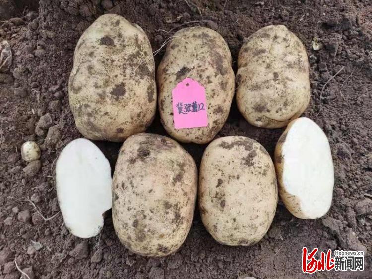 冀张薯12号在9省区繁育推广