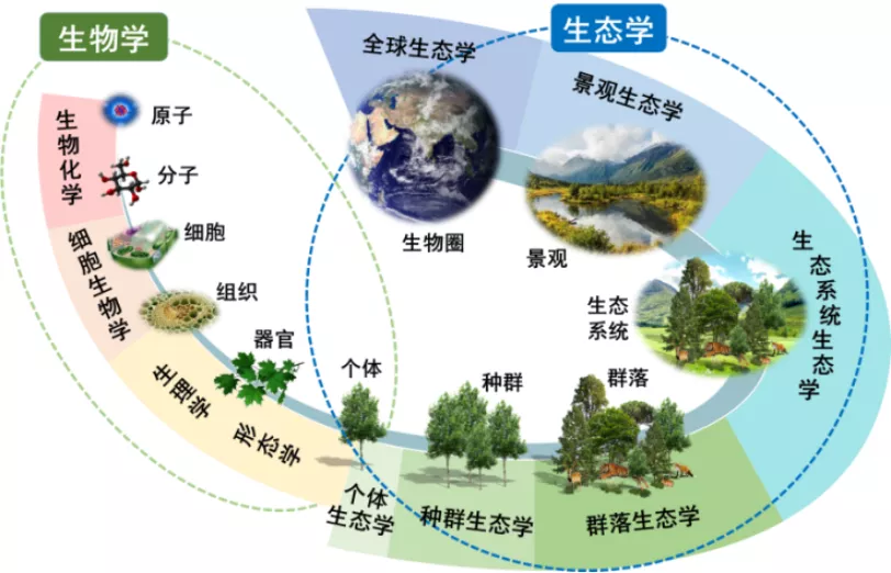 生态学在生命系统研究中的位置及与生物学的关系.