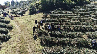△采茶与喝茶的悠闲生活，仿佛开了0.5倍速。