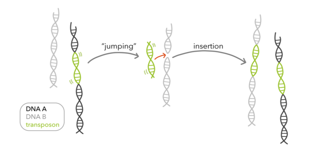 dna由转座子(transposons)和能够改变其在基因组中位置的dna片段组成
