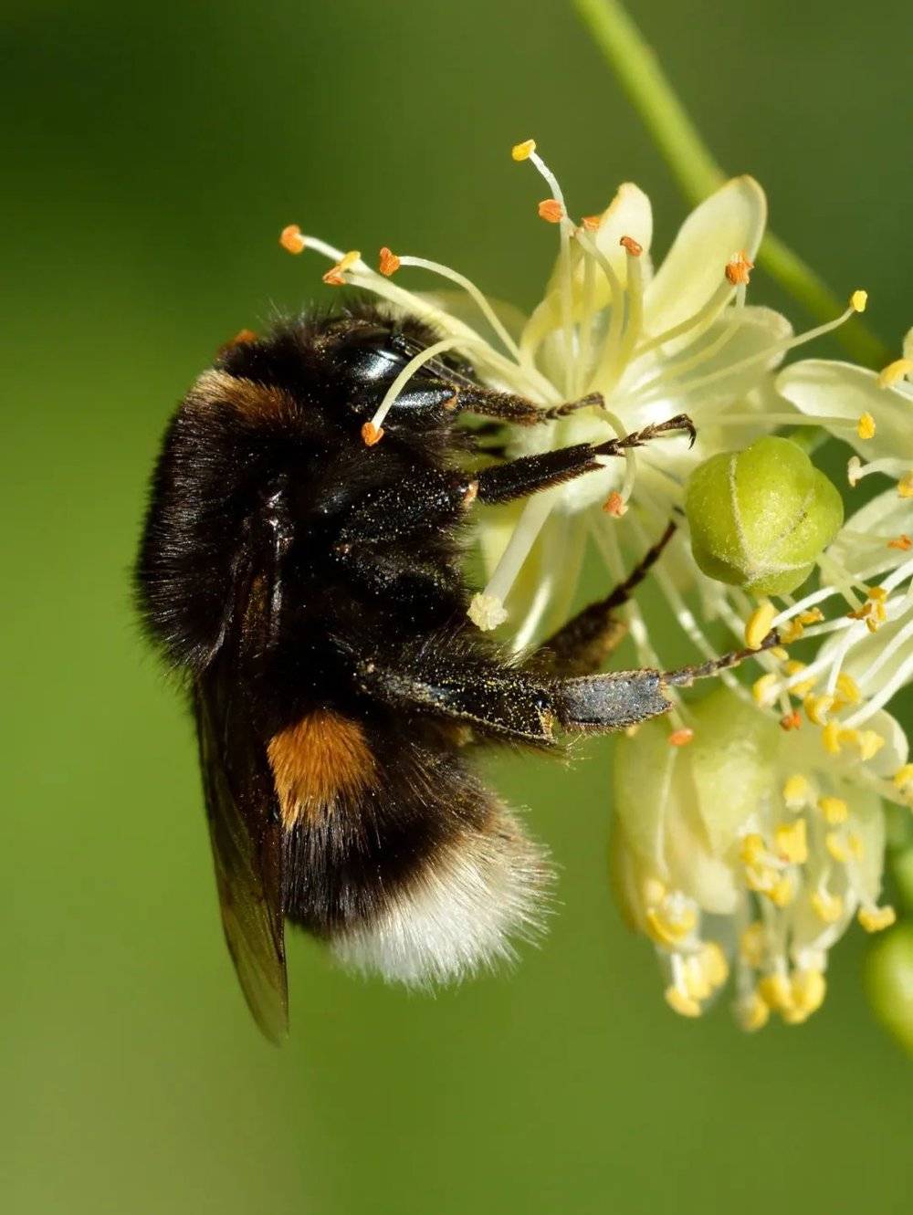欧洲熊蜂(bombus terrestris).图片来源:wikimedia