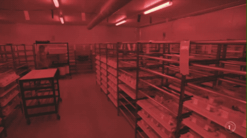 研究者在对蜜蜂进行实验时常常使用红色灯光，以免惊扰蜜蜂。图片来源：TVNZ 1