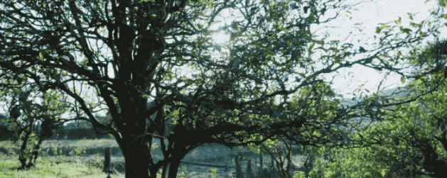 △历史悠久的普洱茶树