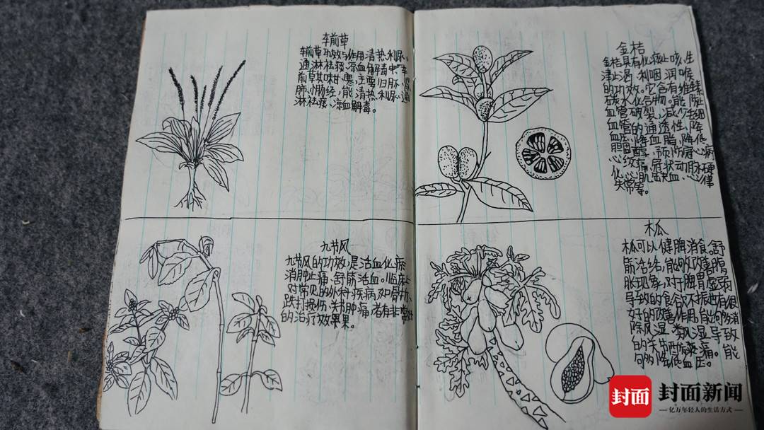 四川泸州13岁男孩画中草药走红跟着外婆认识草药小学时就展露绘画天赋