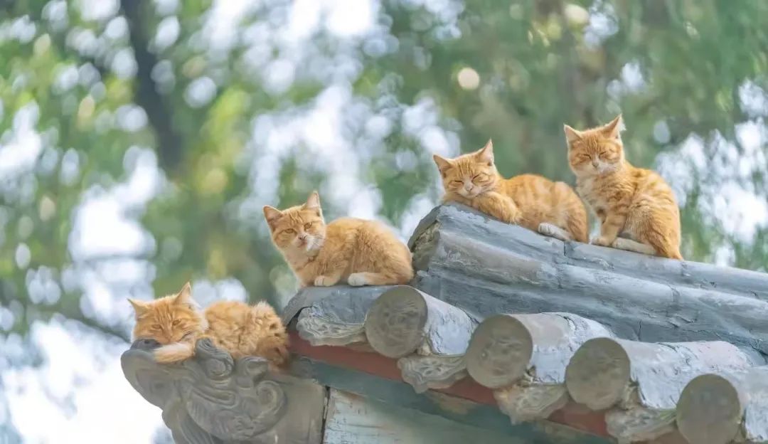 故宫的猫,申请出战