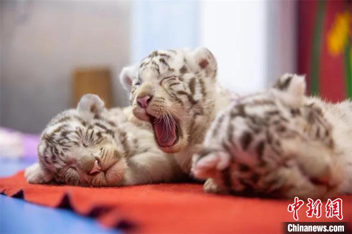 龙之梦三只刚满月的白虎幼崽与游客见面 伊凡 摄先后饲养了35只小虎崽
