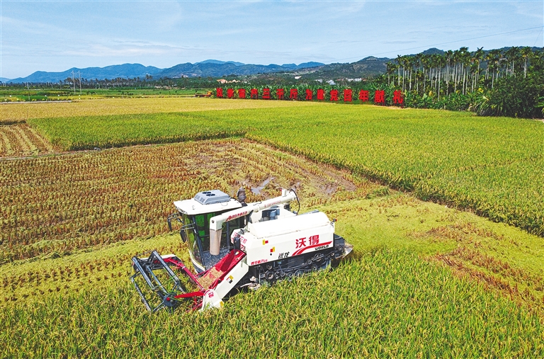 在三亚崖州区南繁公共试验基地，收割机正在收割成熟的杂交水稻。海南日报记者 武威 摄
