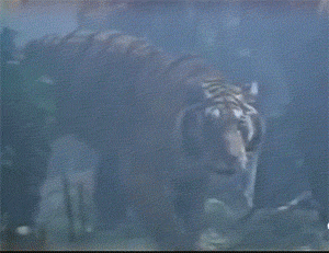 武松与“大虫”正面交锋。来源/98版《水浒传》片段