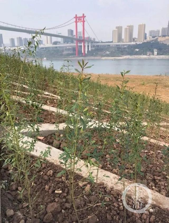 位于九滨路消落带的秋华柳