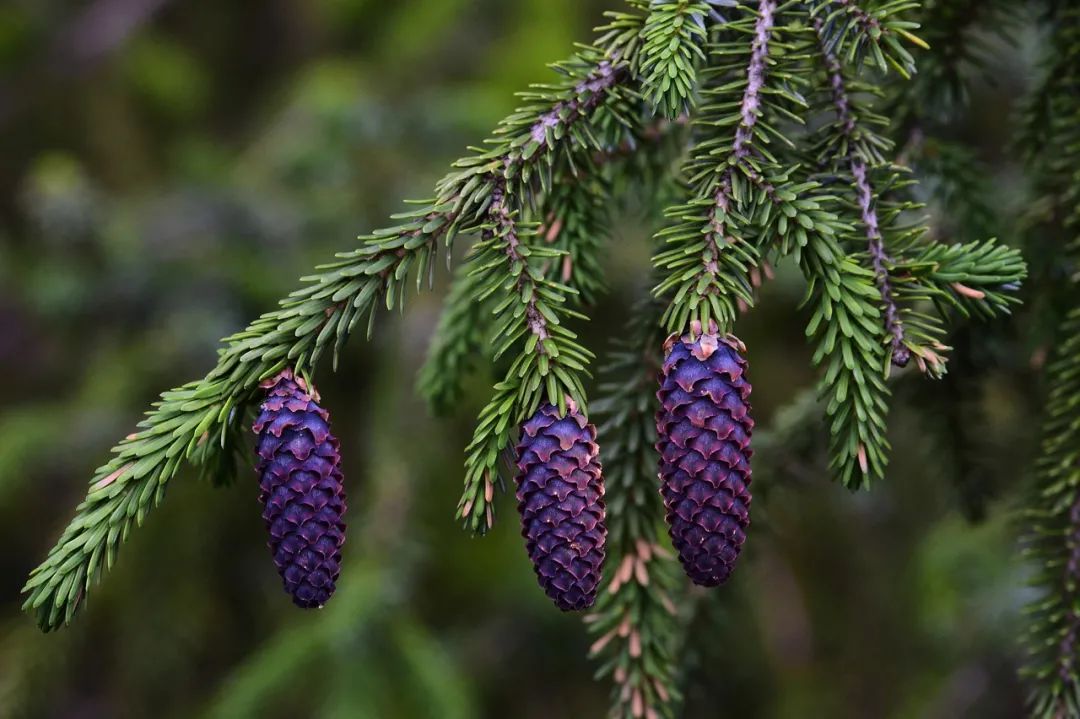 林草日历99|云南乡土树种:油麦吊云杉,杉木,秃杉|云南省_新浪财经