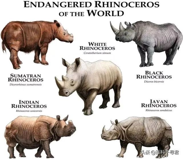 牛年岁尾说犀牛