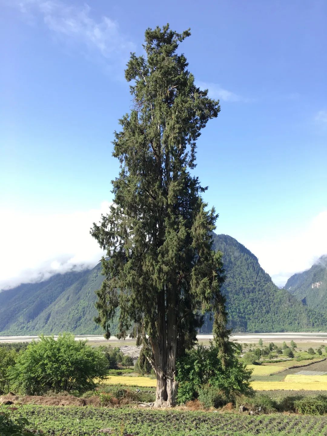 林草日历90|云南乡土树种:柏木,西藏柏木,侧柏_新浪财经_新浪网