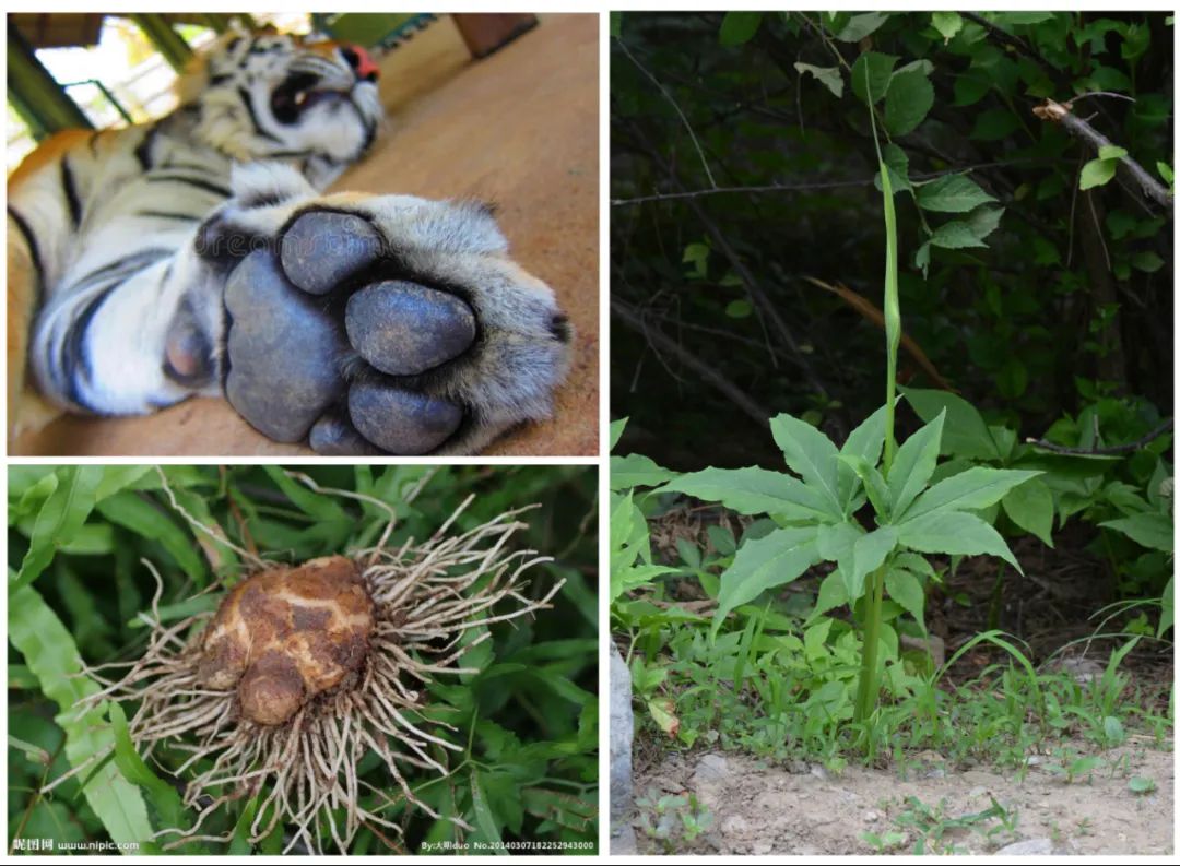"——虎掌(左上)和虎掌块茎(左下)和虎掌植物(右)(图片来源:dreams