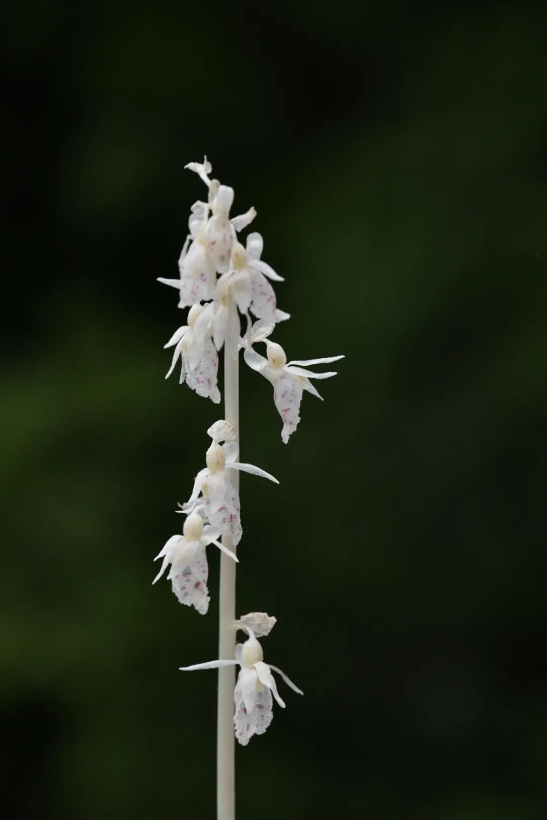 虎舌兰 (图片来源:魏泽)