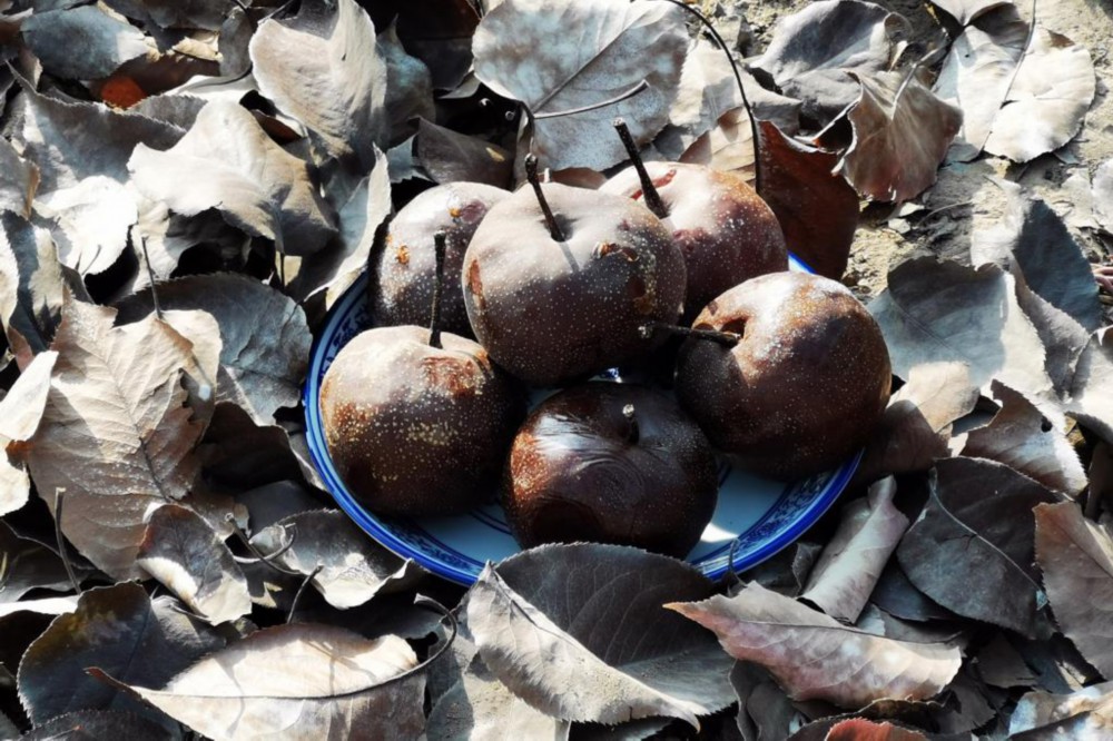 这是在皋兰县什川镇百年梨园拍摄的软儿梨。新华社记者 范培珅 摄