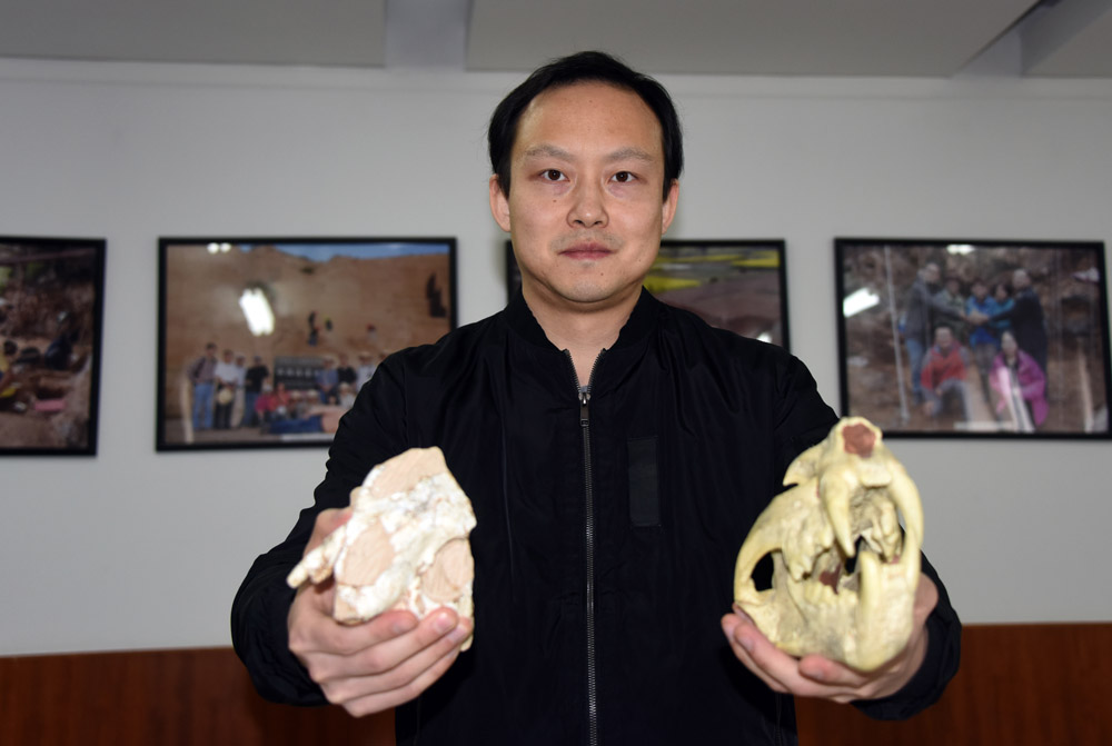 孙博阳在中科院古脊椎所展示介绍豹亚科化石标本及模型.