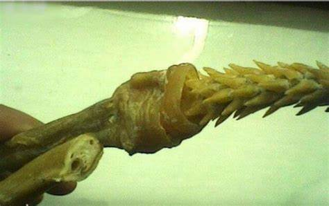 虎鞭(泛指雄性猫科动物生殖器)(图片来自网络)