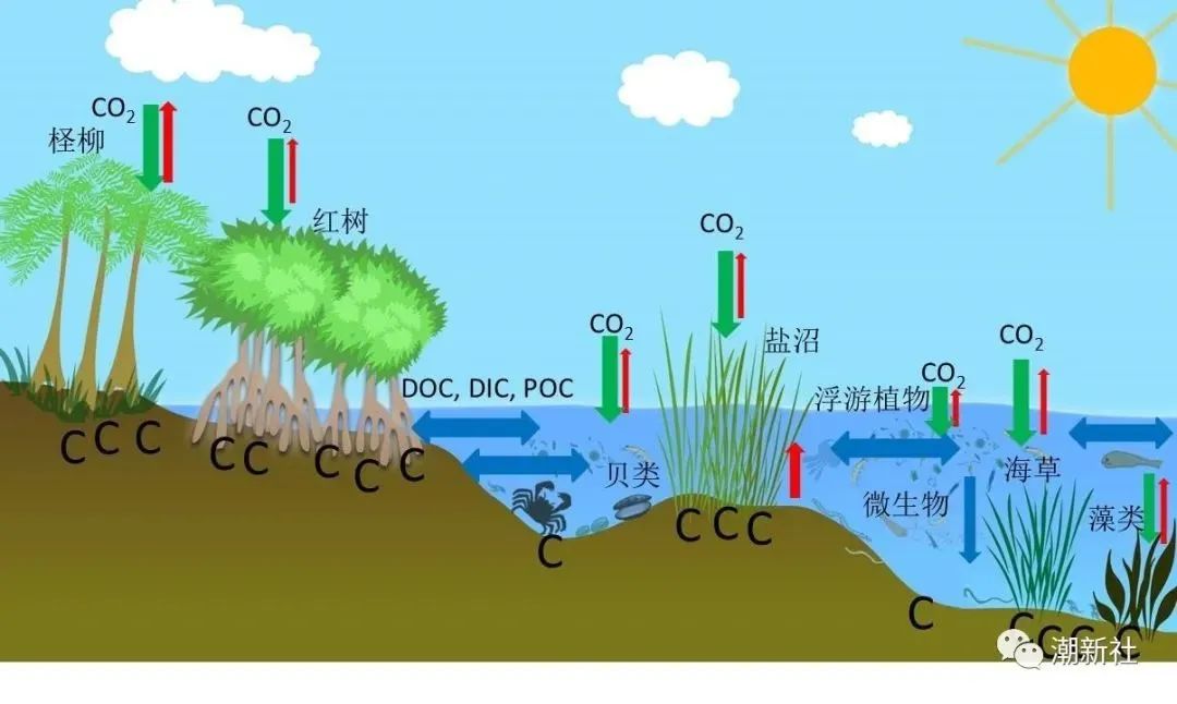 生态系统碳循环模式图图片