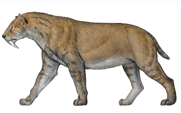 毁灭刃齿虎复原图.陈瑜 绘