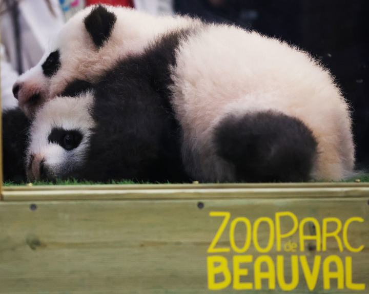 这是2021年11月18日在法国中部圣艾尼昂市博瓦勒野生动物园熊猫馆拍摄的命名仪式上的大熊猫双胞胎。新华社记者 高静 摄