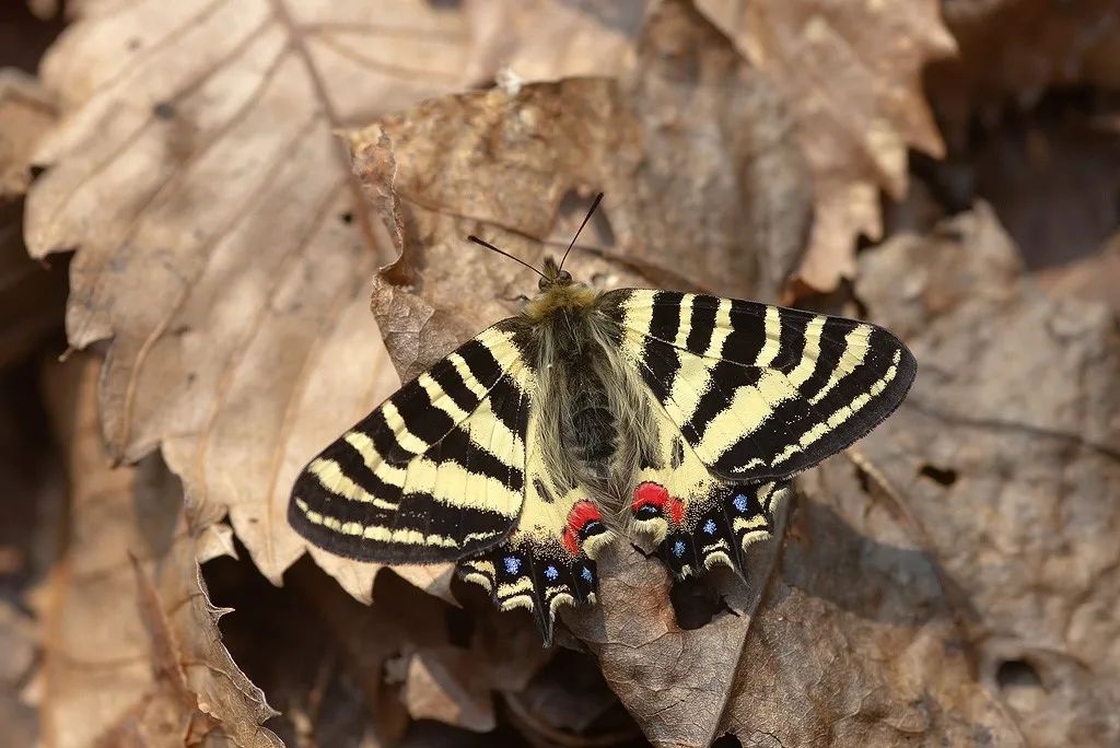 在昆虫中,有漂亮的虎凤蝶(luehdorfia puziloi),虎灰蝶(yamamo to