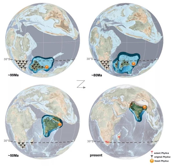 琥珀化石随印度板块向北漂移的过程重建图（王硕供图）