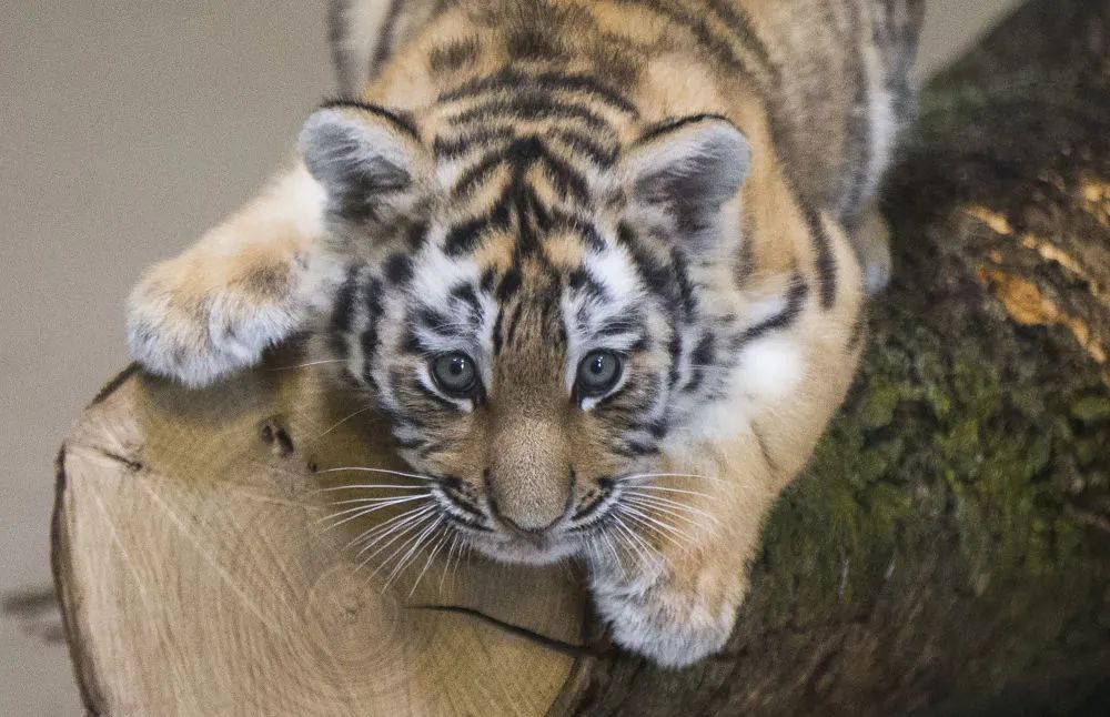 追虎寻源百兽之王的老虎7万多年前遭遇过什么