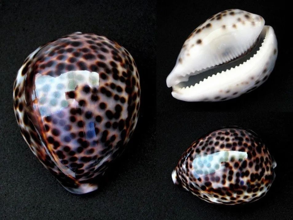 在软体动物中,也有虎斑宝贝(cypraea tigris)这样漂亮的螺类.