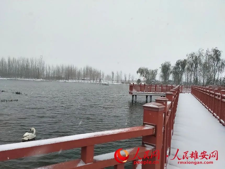 雪中的雄县天鹅湖公园.刘清华 摄