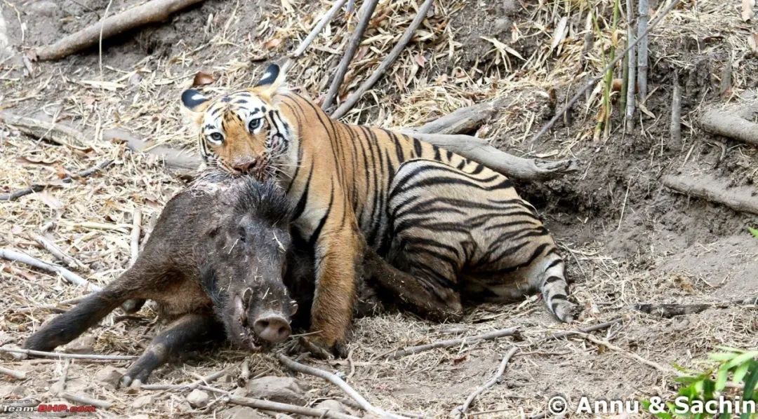 熊,乃至于其他各种猫科动物,乃至于欧亚猞猁和豹都有命丧虎口的记录