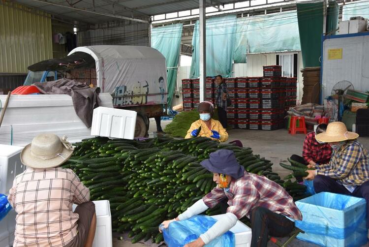 工人在档口对瓜菜进行打包装车。新华社记者罗江摄