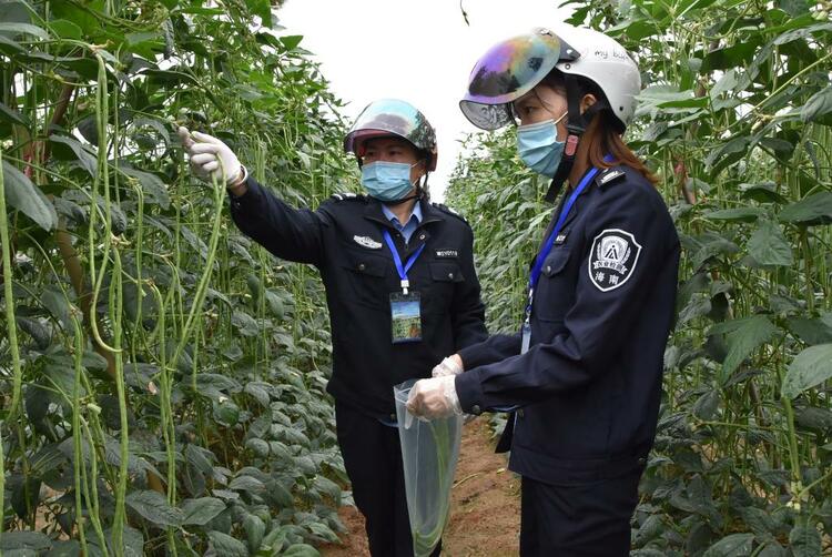 农产品质量安全监管员对豇豆取样送检。新华社记者罗江摄